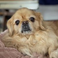 All Animal Clinic ico
