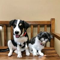 North Alabama Animal Hospital + Pet Resort ico