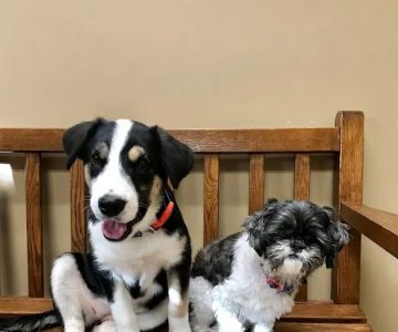 North Alabama Animal Hospital + Pet Resort