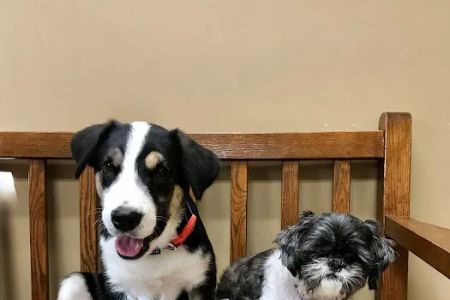 North Alabama Animal Hospital + Pet Resort