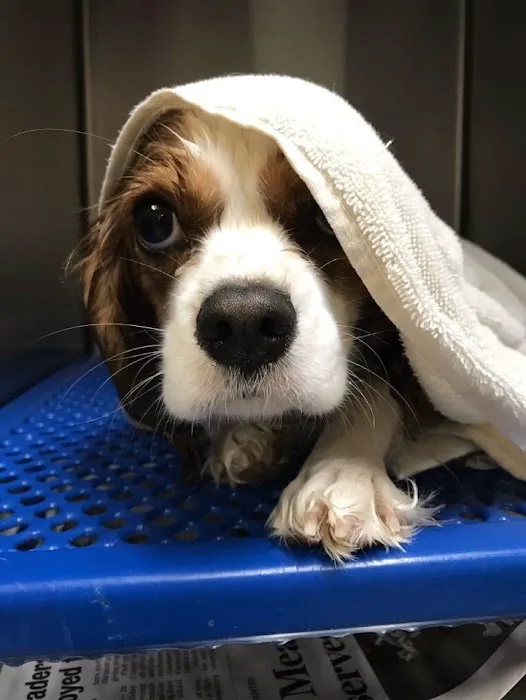 North Alabama Animal Hospital + Pet Resort 12