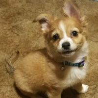 Linden Animal Clinic ico