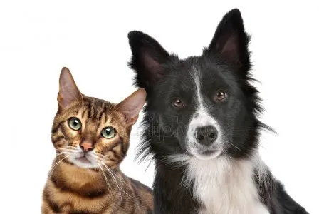 Linden Animal Clinic 12