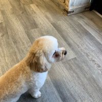 Greystone Pet Hospital ico