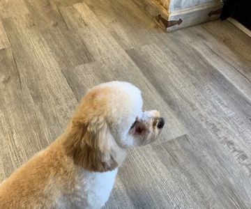 Greystone Pet Hospital