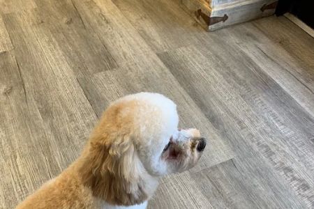 Greystone Pet Hospital