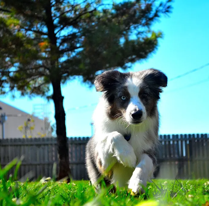 Greystone Pet Hospital 12