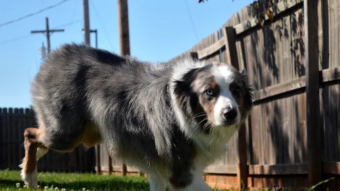 Greystone Pet Hospital 12