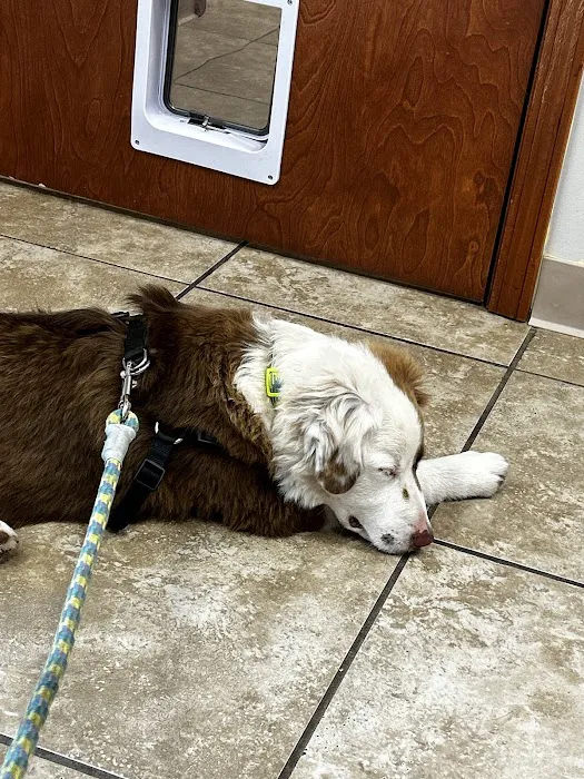 All Cats & Dogs Veterinary Hospital 12
