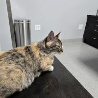 Bowling Green Veterinary Emergency Clinic ico
