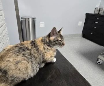 Bowling Green Veterinary Emergency Clinic