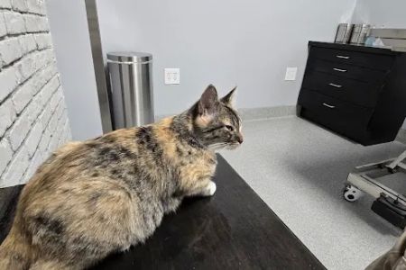 Bowling Green Veterinary Emergency Clinic