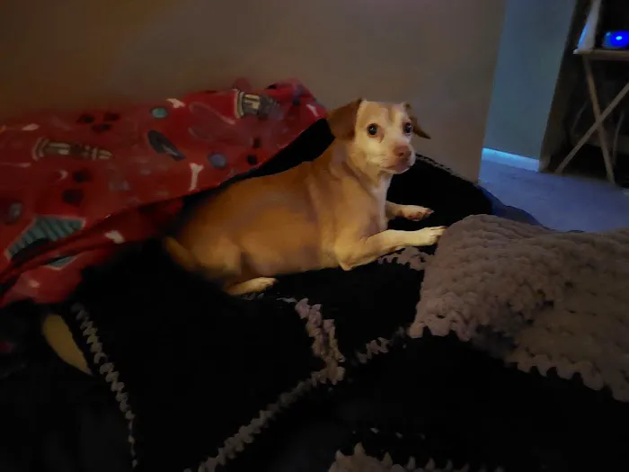 Alpine Pet Care Center 12