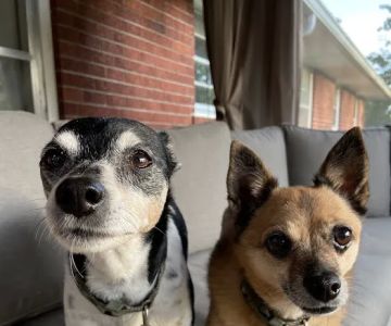 Alpine Pet Care Center