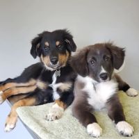 By Pass Animal Clinic ico
