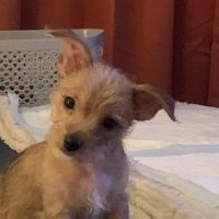 Root on the Ridge Animal Clinic ico