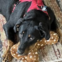 Greenbrier-Springfield Animal Hospital ico