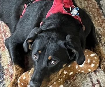 Greenbrier-Springfield Animal Hospital