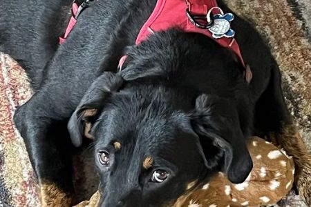 Greenbrier-Springfield Animal Hospital