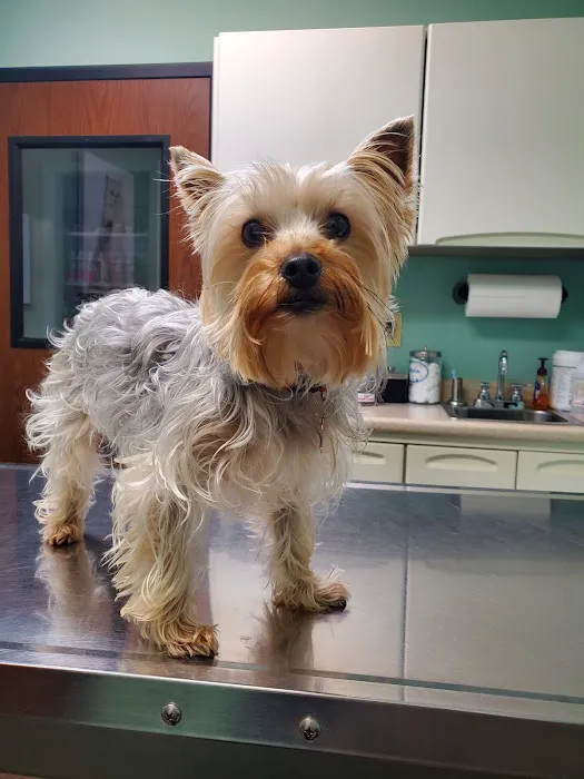 Greenbrier-Springfield Animal Hospital 4