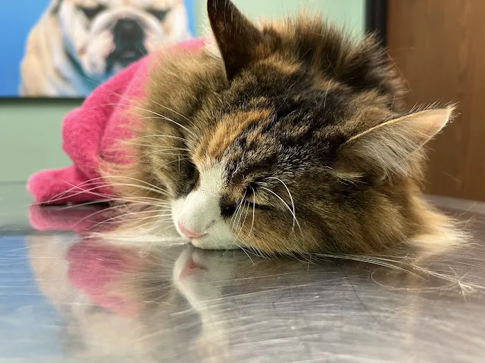 Greenbrier-Springfield Animal Hospital 9