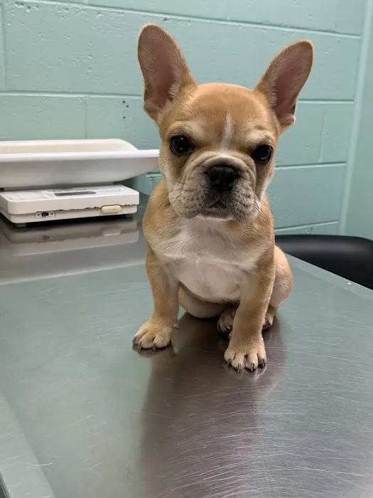 Greenbrier-Springfield Animal Hospital 8