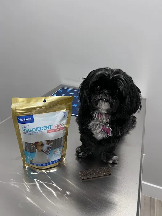 PAWSH Premier Animal Wellness & Surgery Hospital: Dr. Adrienne Price DVM 1