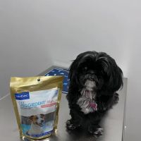 PAWSH Premier Animal Wellness & Surgery Hospital: Dr. Adrienne Price DVM ico