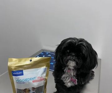 PAWSH Premier Animal Wellness & Surgery Hospital: Dr. Adrienne Price DVM