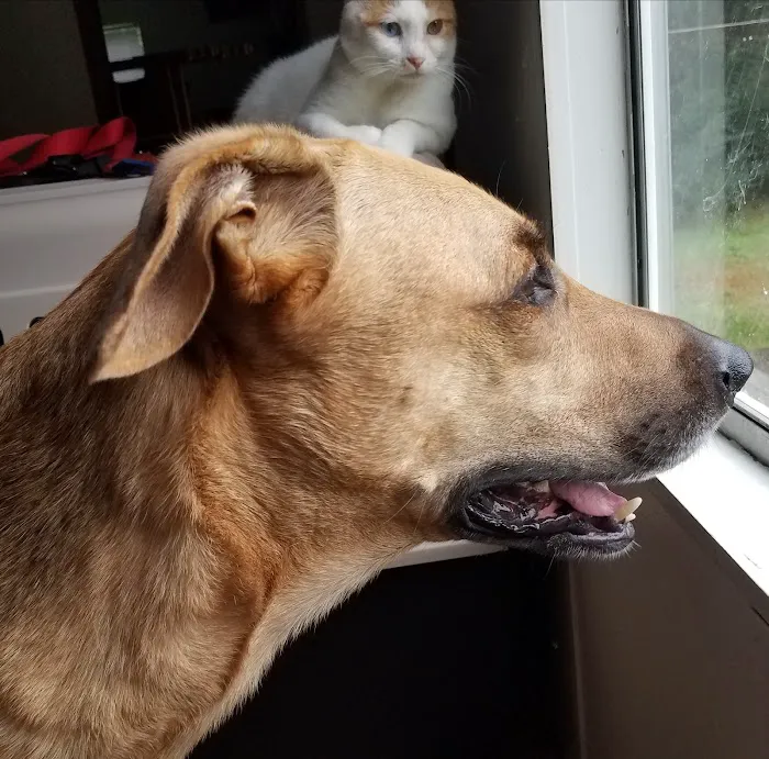 Tidewater Animal Hospital 2