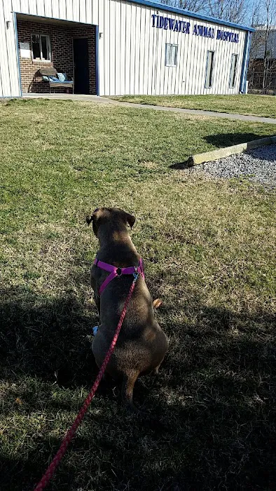 Tidewater Animal Hospital 5