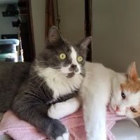 Tidewater Animal Hospital ico