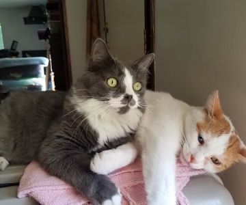 Tidewater Animal Hospital
