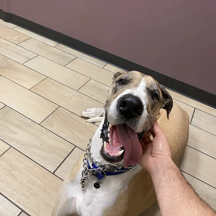 Southwest Vet 3