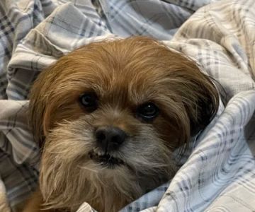 Companion Animal Hospital