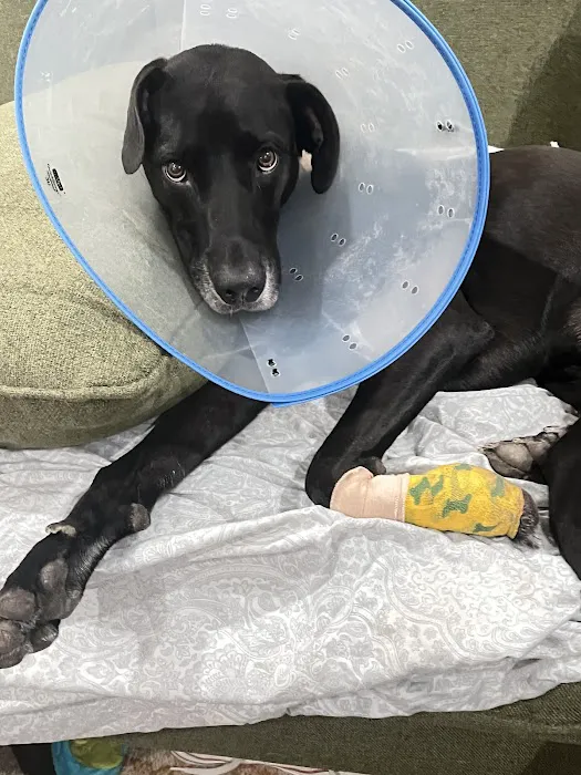 Circle C Animal Hospital 1