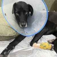 Circle C Animal Hospital ico