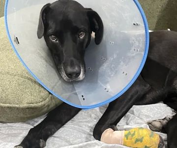 Circle C Animal Hospital
