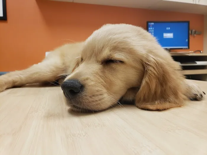 Circle C Animal Hospital 7