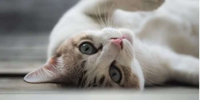 Oliver Animal Hospital 5