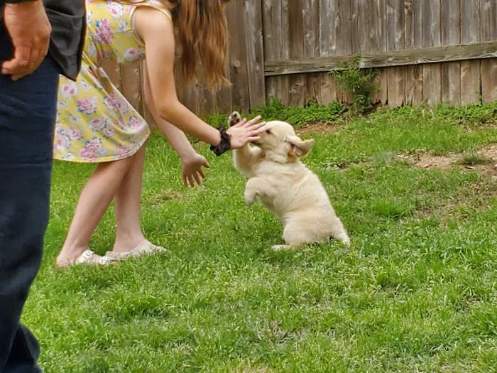 Oliver Animal Hospital 2
