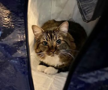 Oliver Animal Hospital