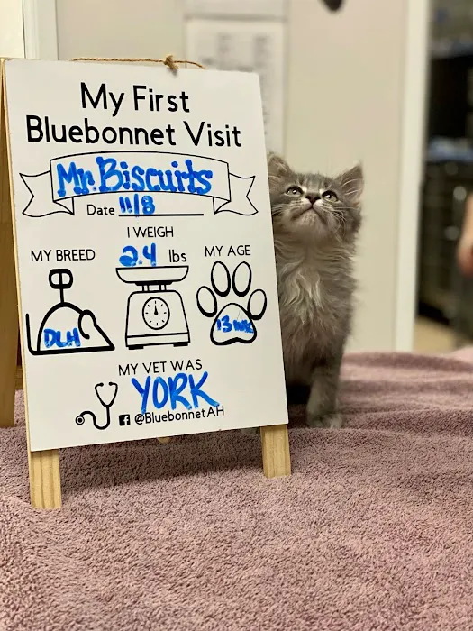 Bluebonnet Animal Hospital - Circle C 10