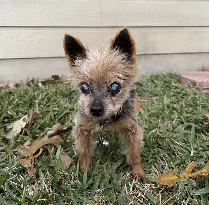 Bluebonnet Animal Hospital - Circle C 6