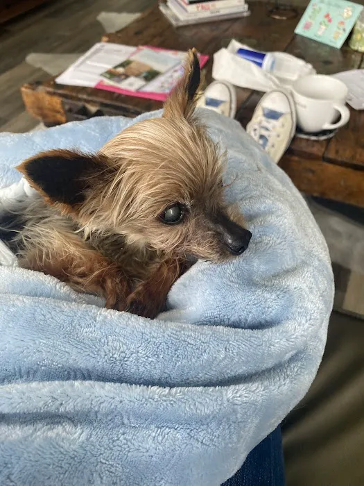 Bluebonnet Animal Hospital - Circle C 4