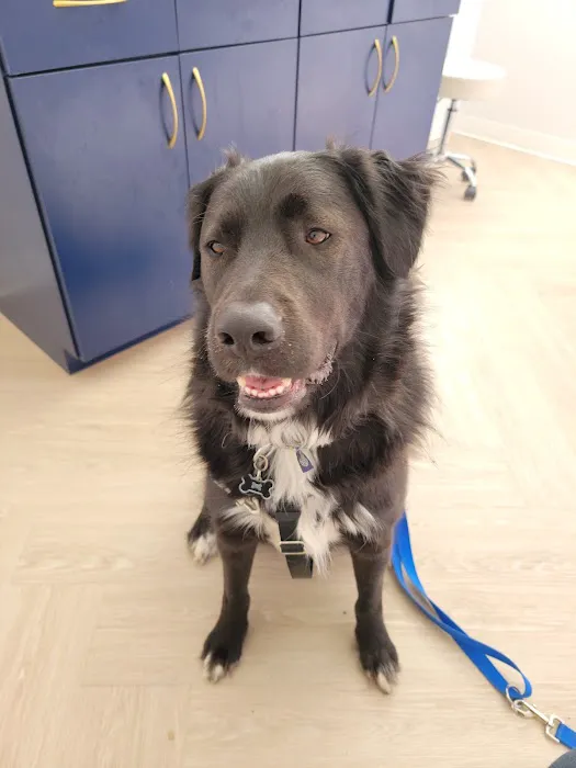 Bluebonnet Animal Hospital - Circle C 1