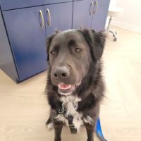Bluebonnet Animal Hospital - Circle C ico