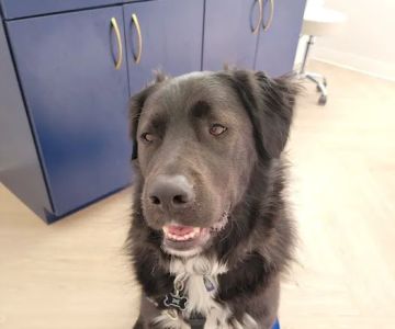 Bluebonnet Animal Hospital - Circle C