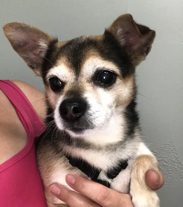 Highway 29 Veterinary Hospital 6