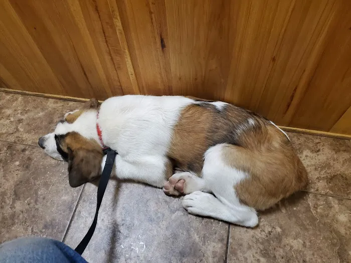 Highway 29 Veterinary Hospital 1